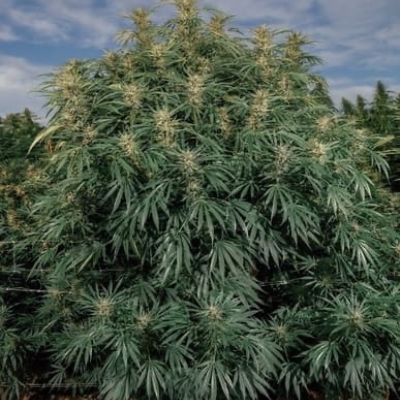  | Blue Dream