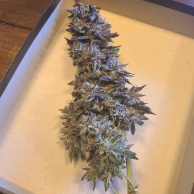  | Blueberry Swirl
