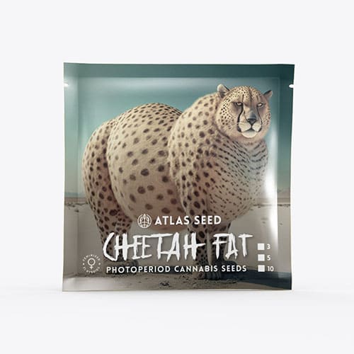 Cheetah Fat - 2
